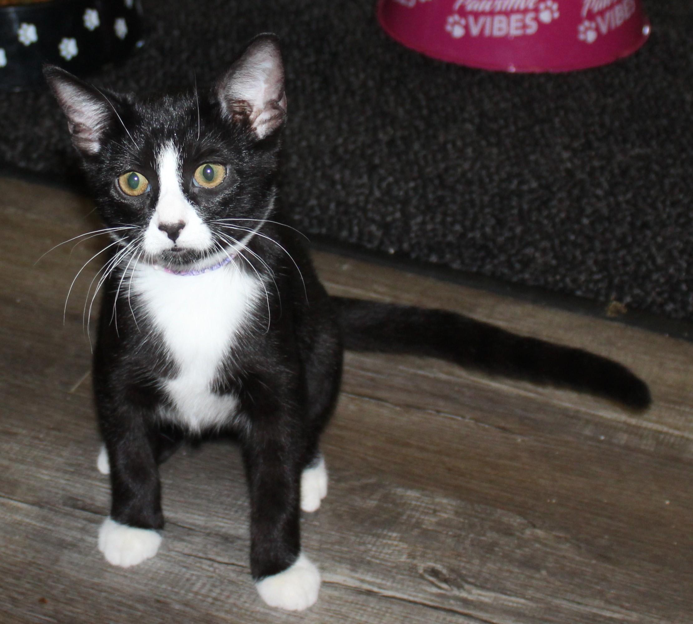 Enlarge Pouncy, a Adopted Domestic Short Hair in Huron, SD image 2/3