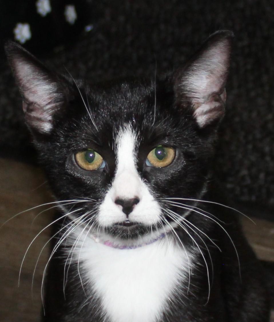 Enlarge Pouncy, a Adopted Domestic Short Hair in Huron, SD image 3/3