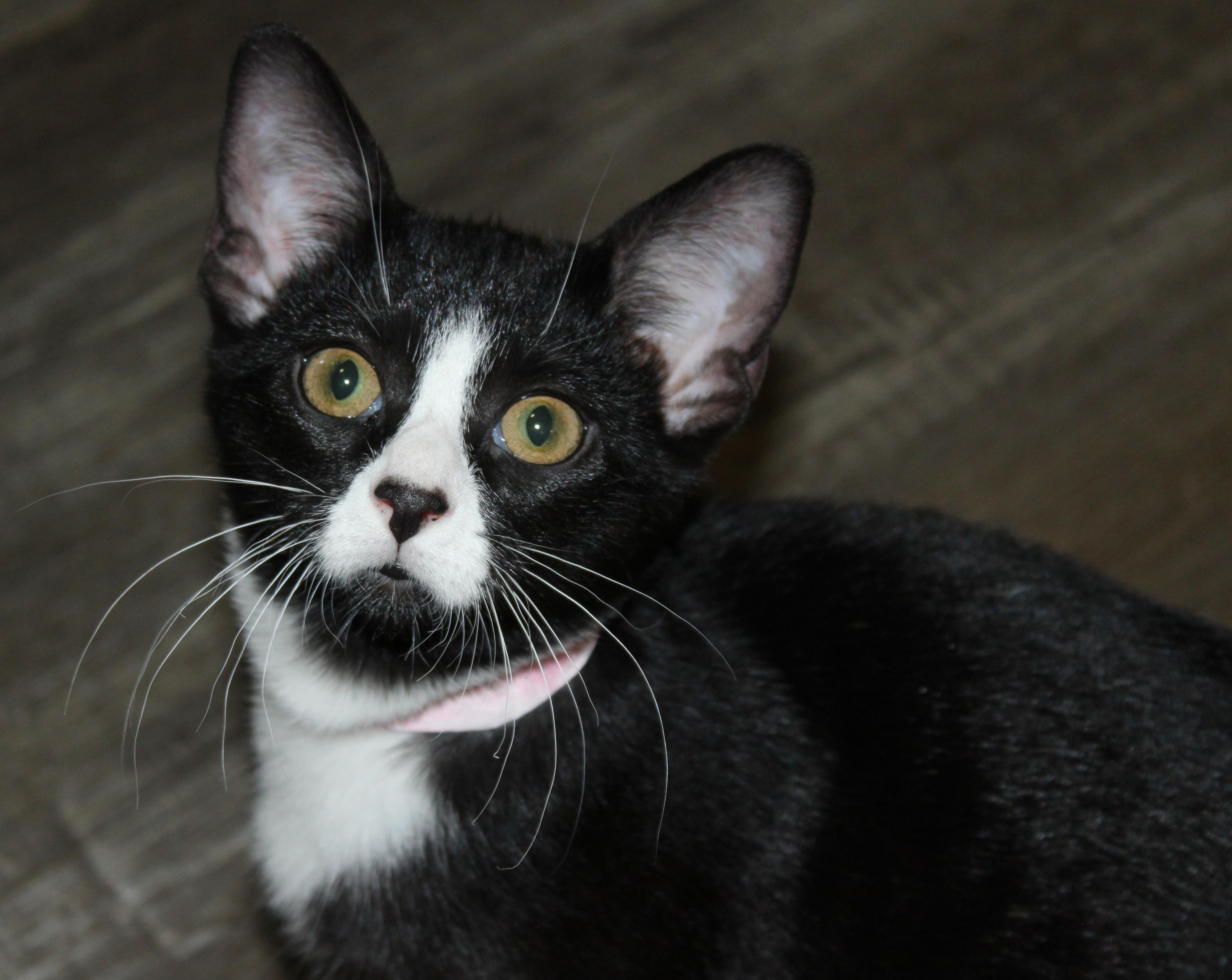 Pouncy, Adopted, Young Female Domestic Short Hair.