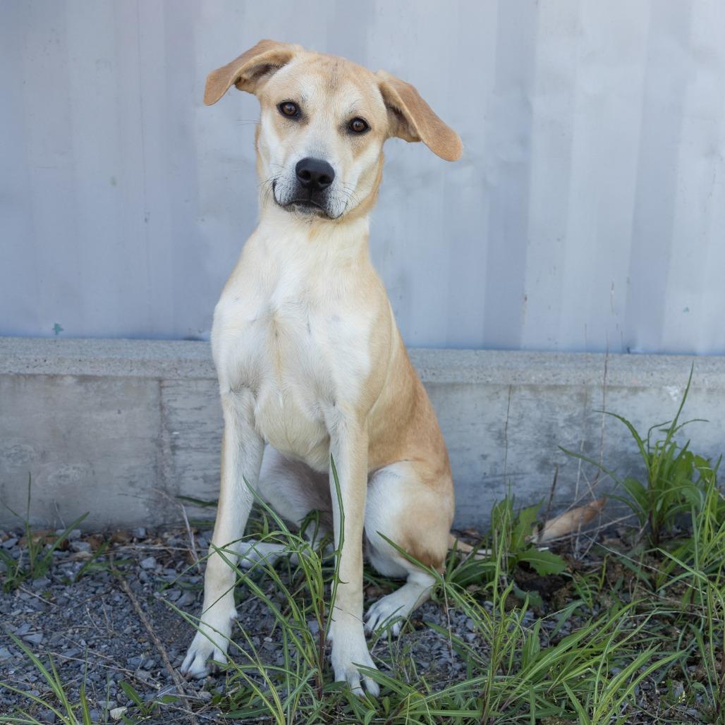 Enlarge Athena, an adopted Mixed Breed in Cape Girardeau, MO image 1/2