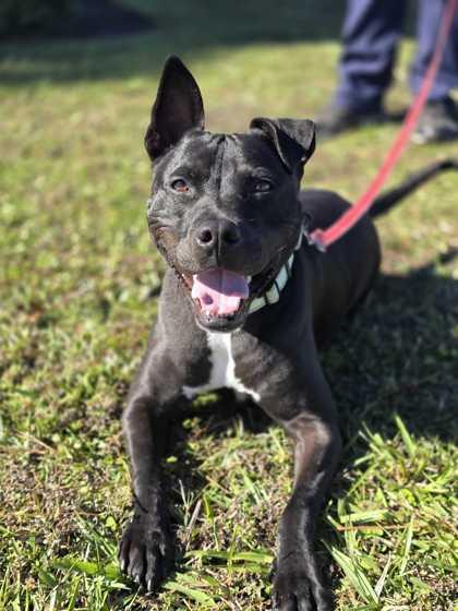 Enlarge Champ - 1, a Adoptable mixed breed in Daytona Beach, FL image 1/3