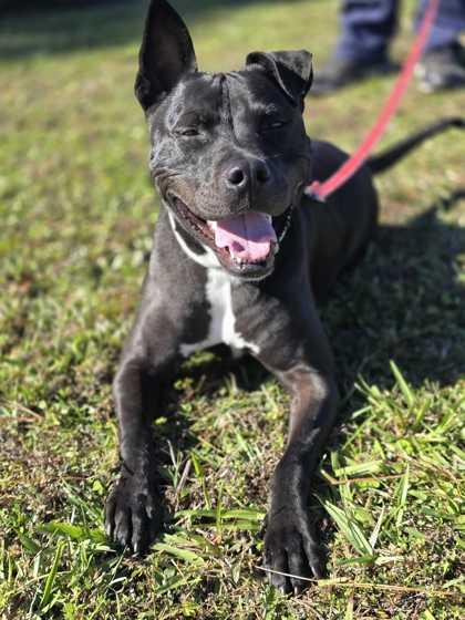 Enlarge Champ - 1, a Adoptable mixed breed in Daytona Beach, FL image 2/3