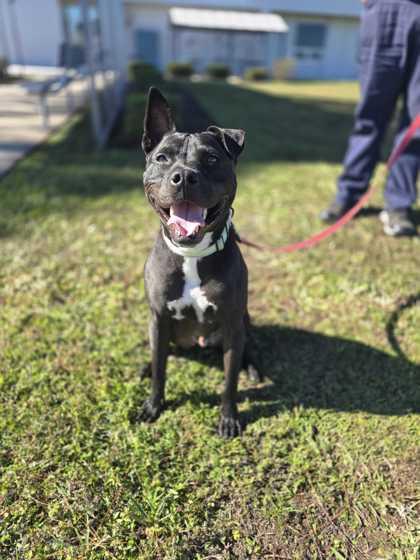 Enlarge Champ - 1, a Adoptable mixed breed in Daytona Beach, FL image 3/3