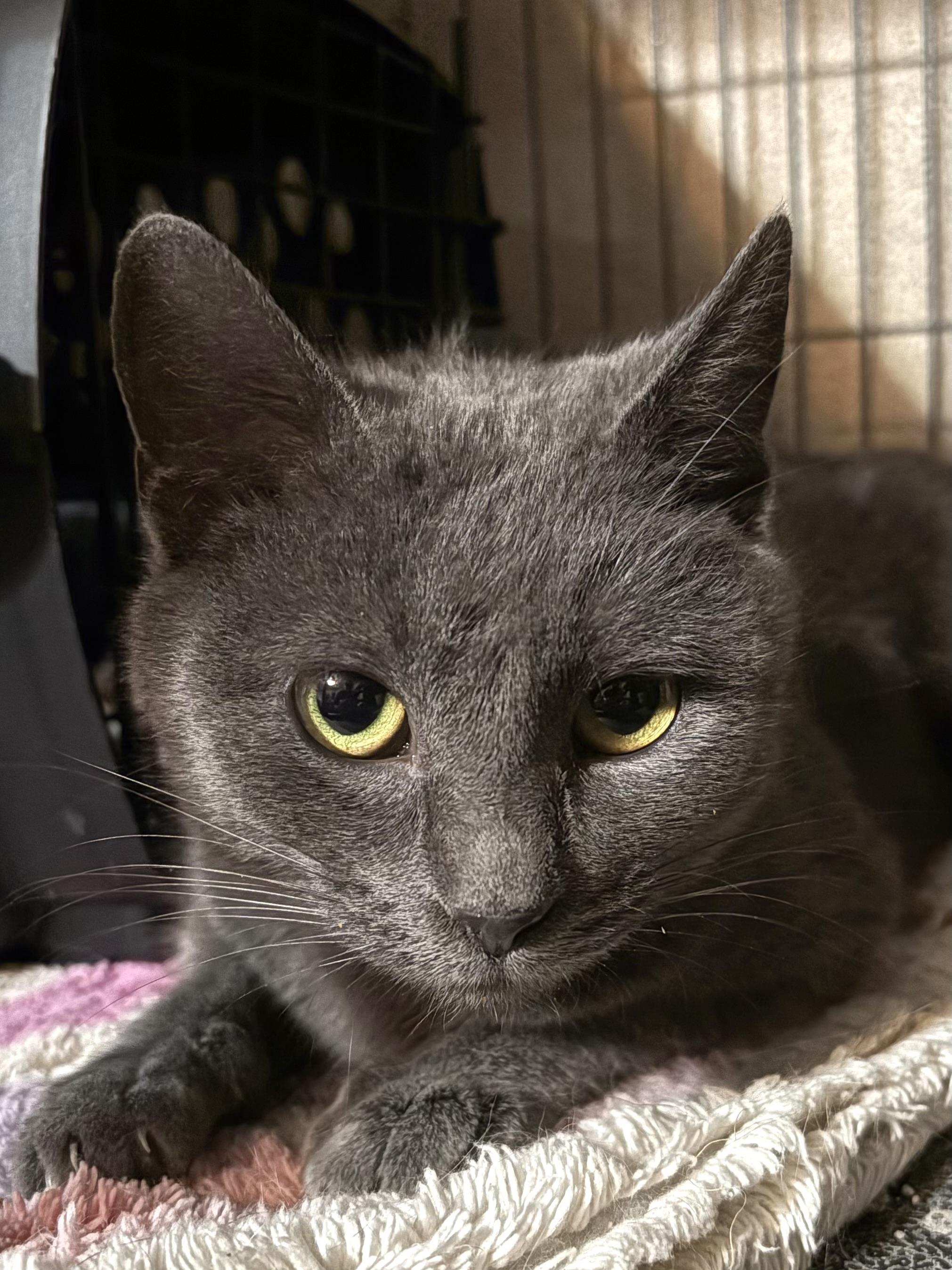 Enlarge Nikita, an adopted mixed breed in Belvidere, IL image 1/1