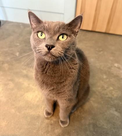 BELLA, Senior Female Domestic Short Hair