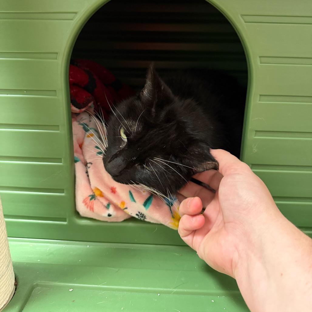 Enlarge Big Papa, a Adoptable Domestic Short Hair in Titusville, FL image 1/6