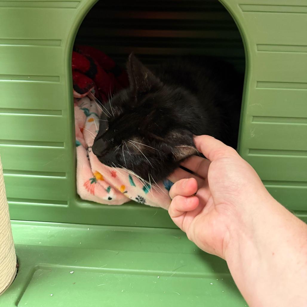 Enlarge Big Papa, a Adoptable Domestic Short Hair in Titusville, FL image 2/6