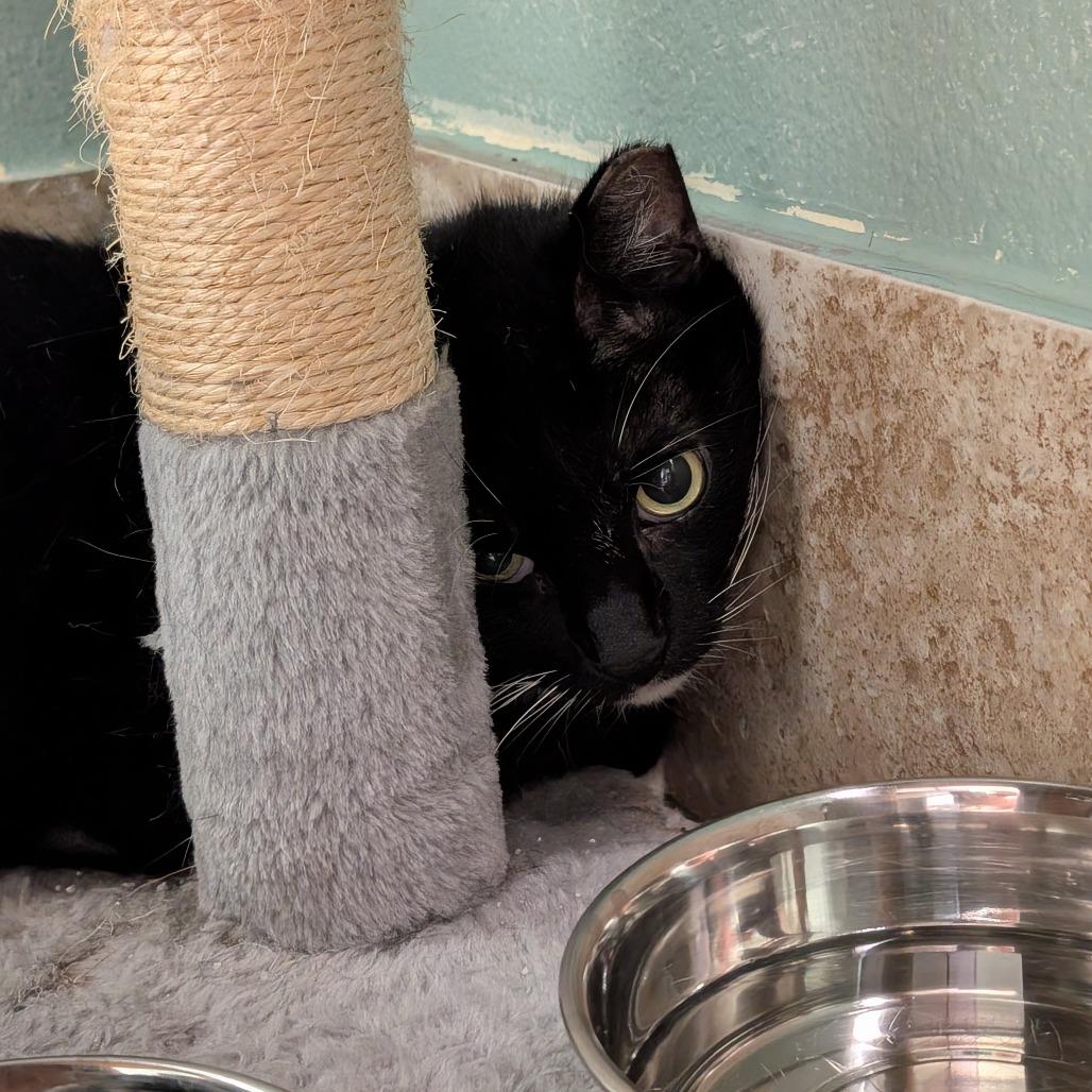 Big Papa, Adoptable, Senior Male Domestic Short Hair.