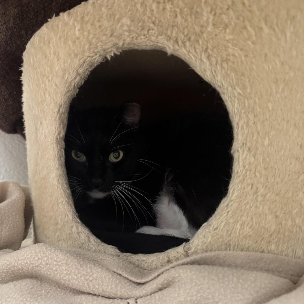 Big Papa, a Adoptable Domestic Short Hair in Titusville, FL image 2/2