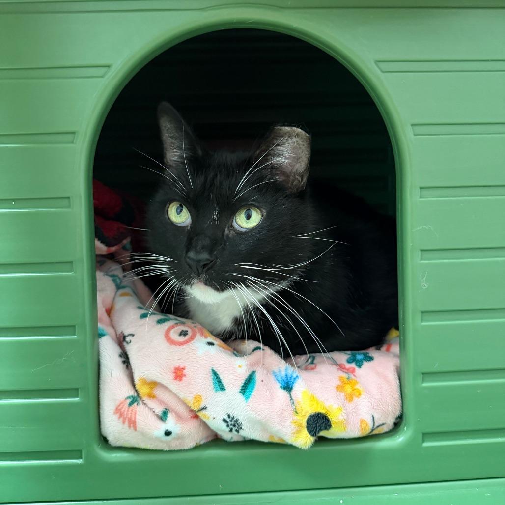 Enlarge Big Papa, a Adoptable Domestic Short Hair in Titusville, FL image 5/6