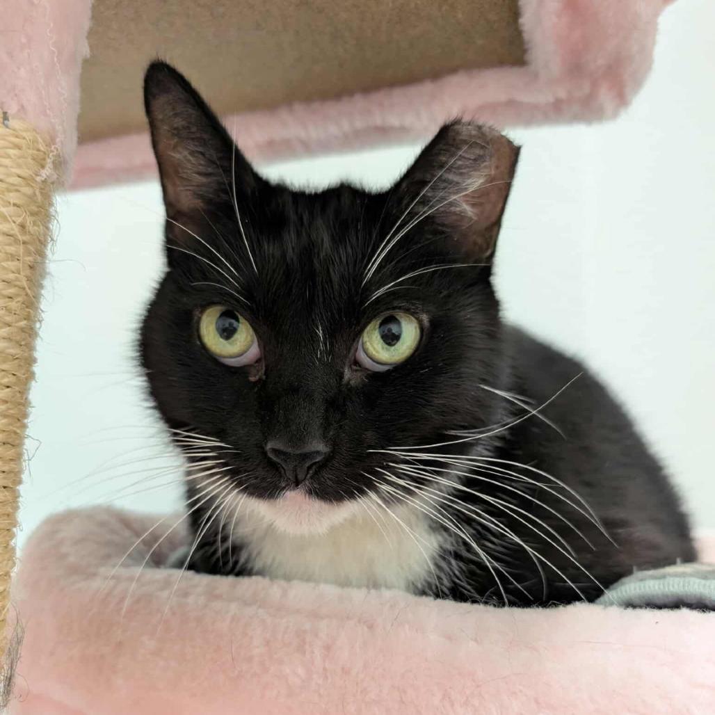 Enlarge Big Papa, a Adoptable Domestic Short Hair in Titusville, FL image 6/6