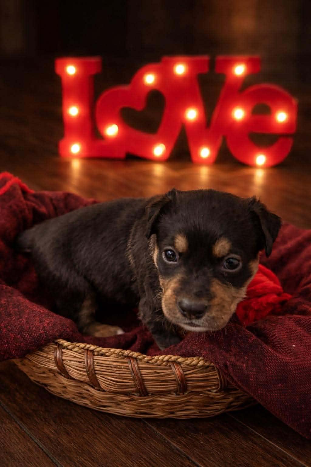 Stripe, Adoptable, Puppy Male Shepherd & Labrador Retriever.