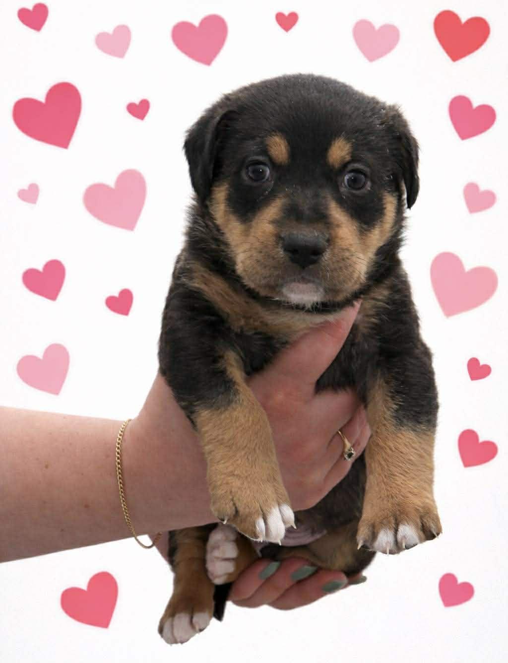 Stripe, Adoptable, Puppy Male Golden Retriever & German Shepherd Dog.