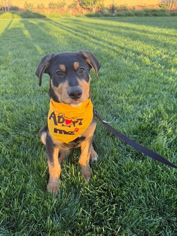 Stripe, a Adoptable mixed breed in San Bernardino, CA image 2/3