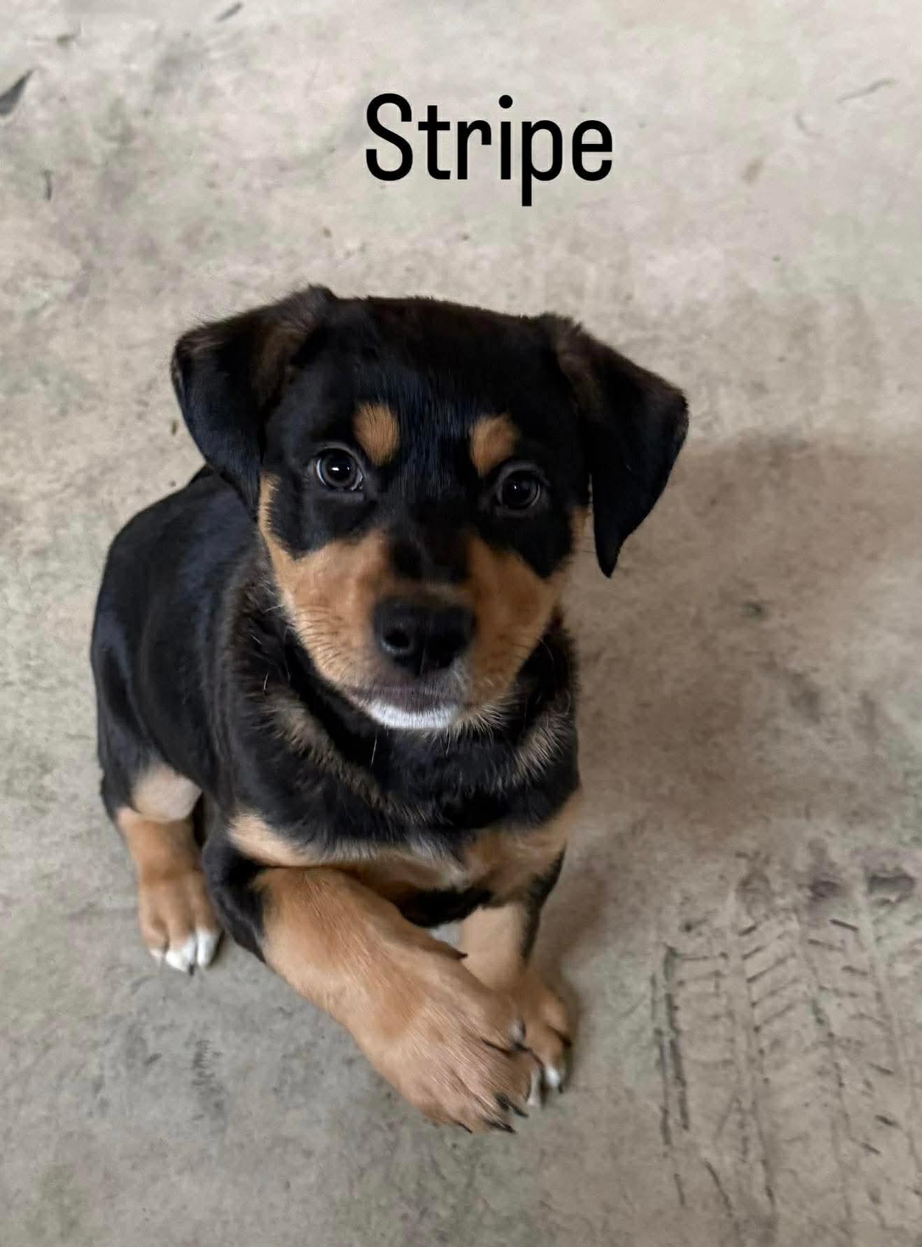 Stripe, a Adoptable mixed breed in San Bernardino, CA image 3/3