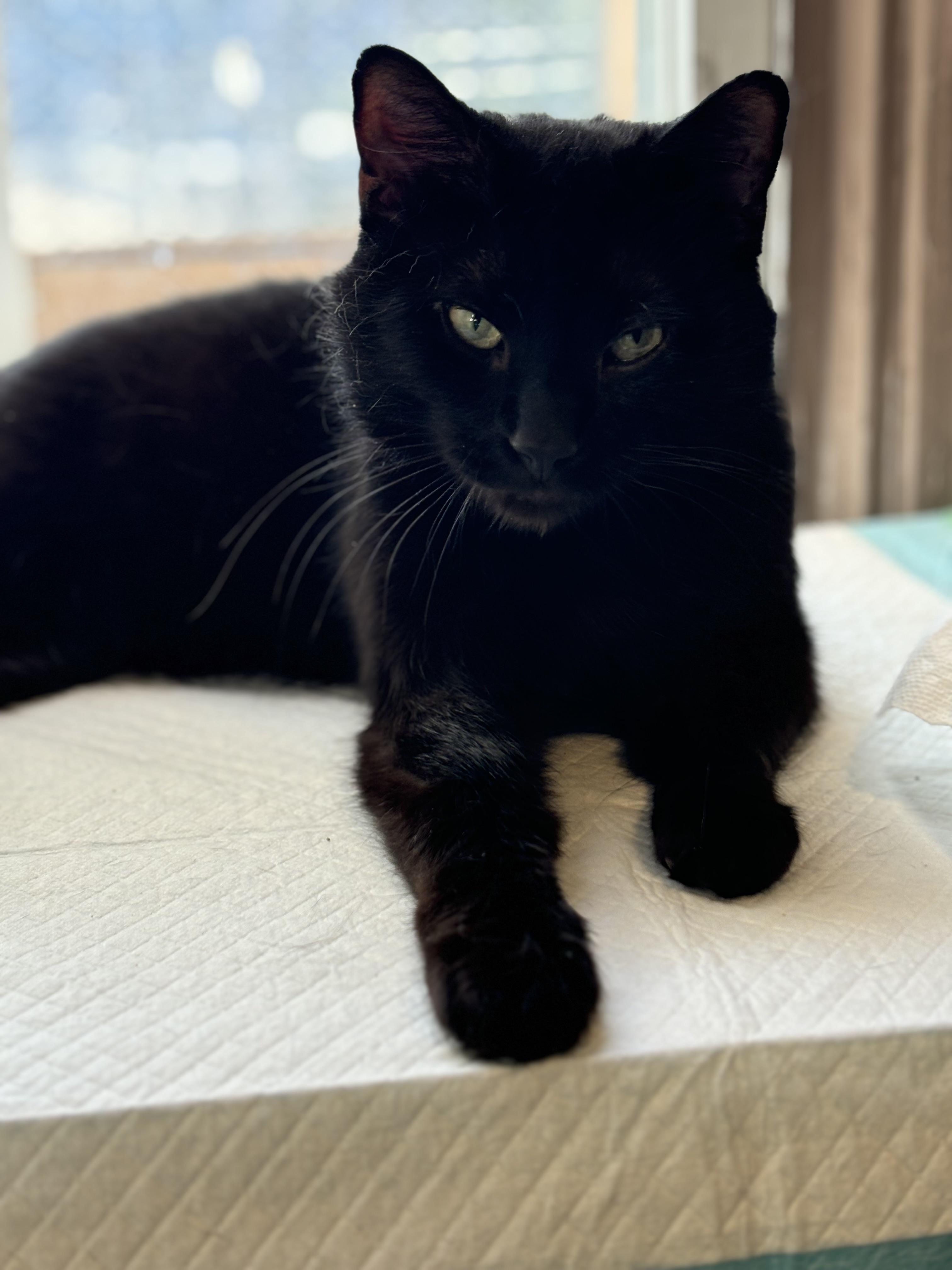 Judge, Adult Male Domestic Short Hair