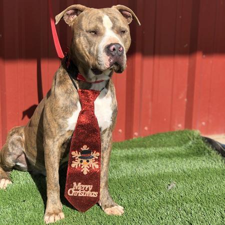 Clark, Adoptable, Adult Male Pit Bull Terrier.