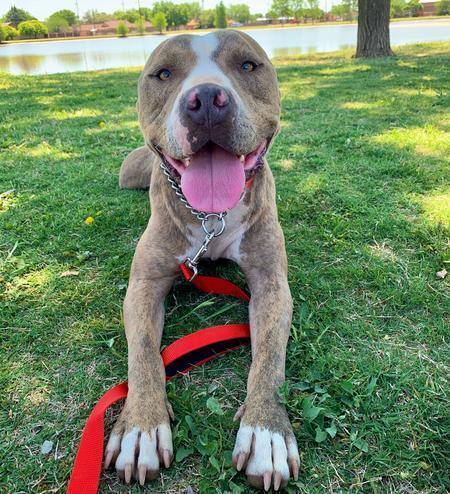 Enlarge Clark, a Adoptable Pit Bull Terrier in Lubbock, TX image 2/6