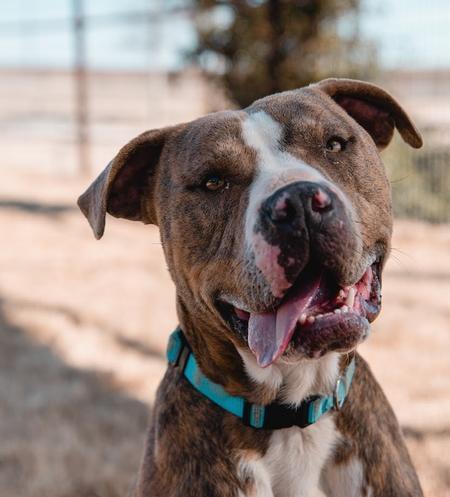 Enlarge Clark, a Adoptable Pit Bull Terrier in Lubbock, TX image 3/6