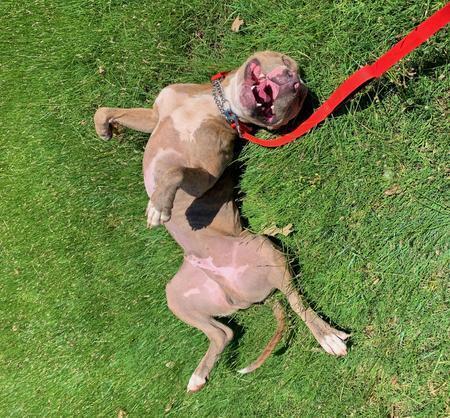 Enlarge Clark, a Adoptable Pit Bull Terrier in Lubbock, TX image 4/6