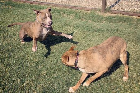 Enlarge Clark, a Adoptable Pit Bull Terrier in Lubbock, TX image 5/6