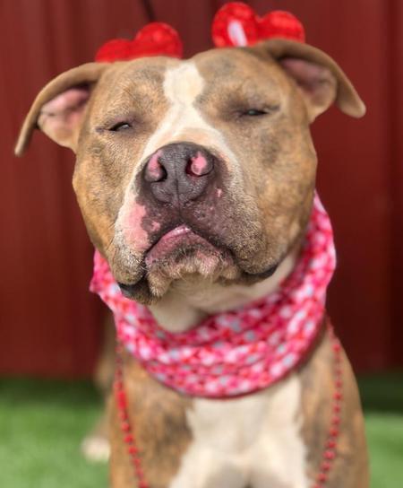 Enlarge Clark, a Adoptable Pit Bull Terrier in Lubbock, TX image 6/6