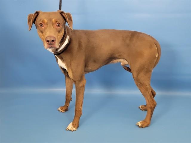 ZEUS, Adoptable, Adult Male Catahoula Leopard Dog & Mixed Breed.