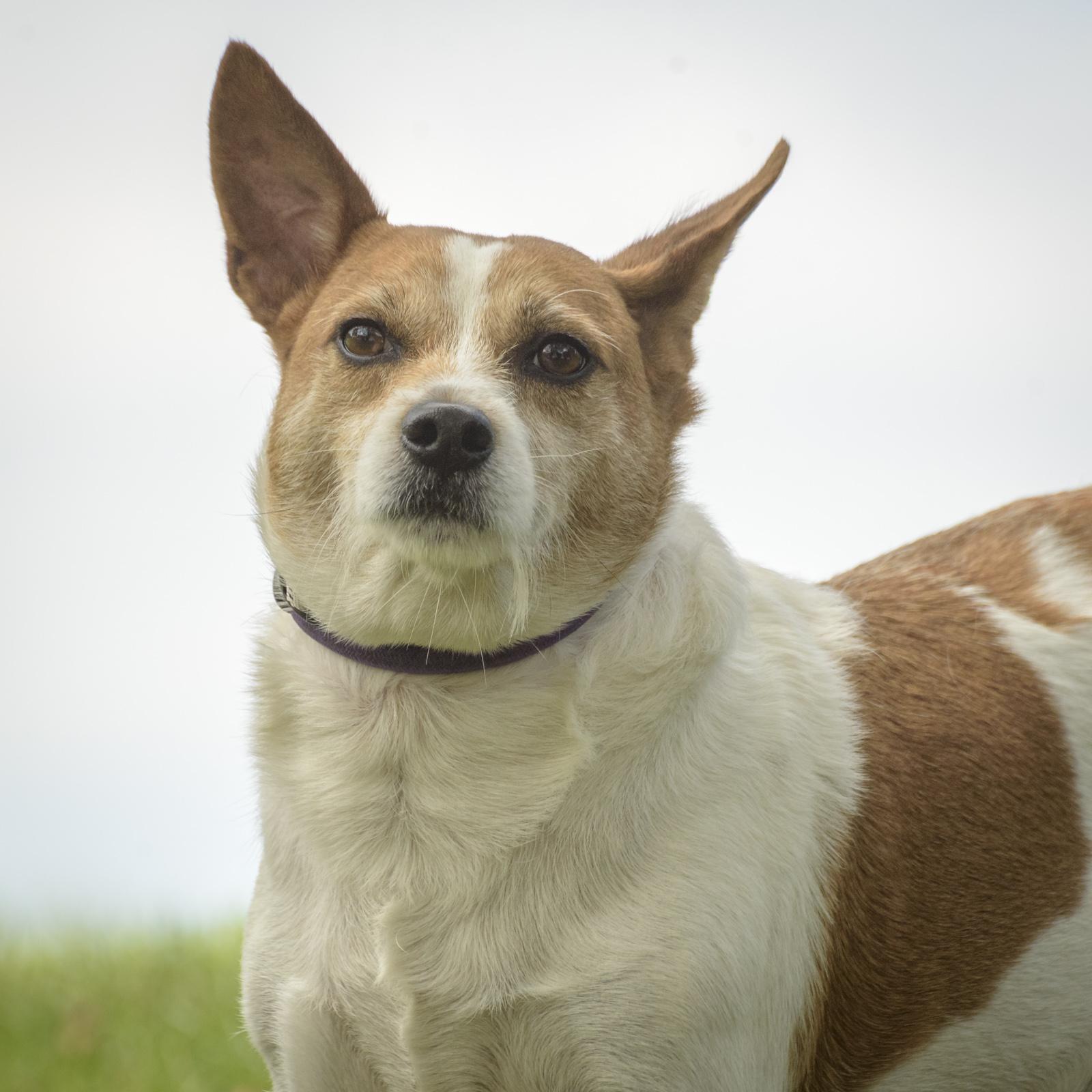 Pete, Adoptable, Young Male Wirehaired Terrier & Jack Russell Terrier.
