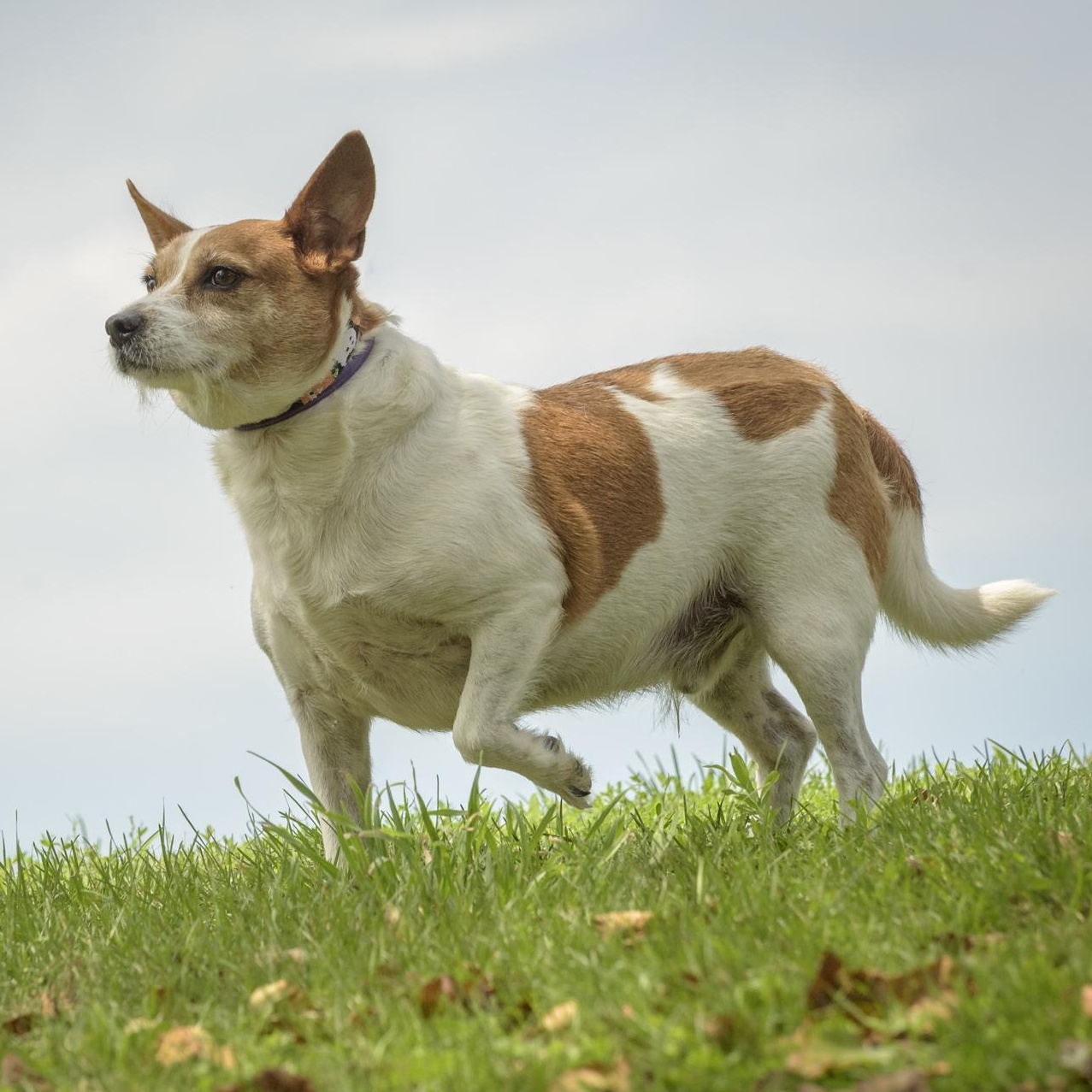 Enlarge Pete, a Adoptable mixed breed in Lambertville, NJ image 3/3
