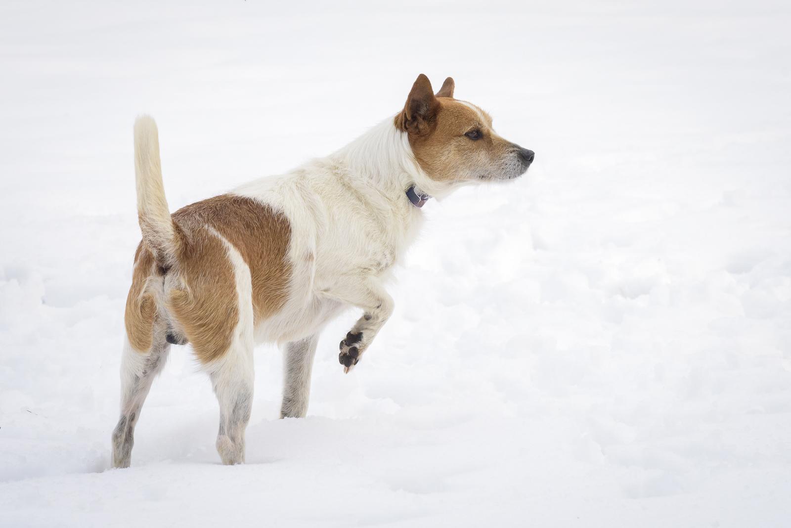 Pete — thumbnail 3