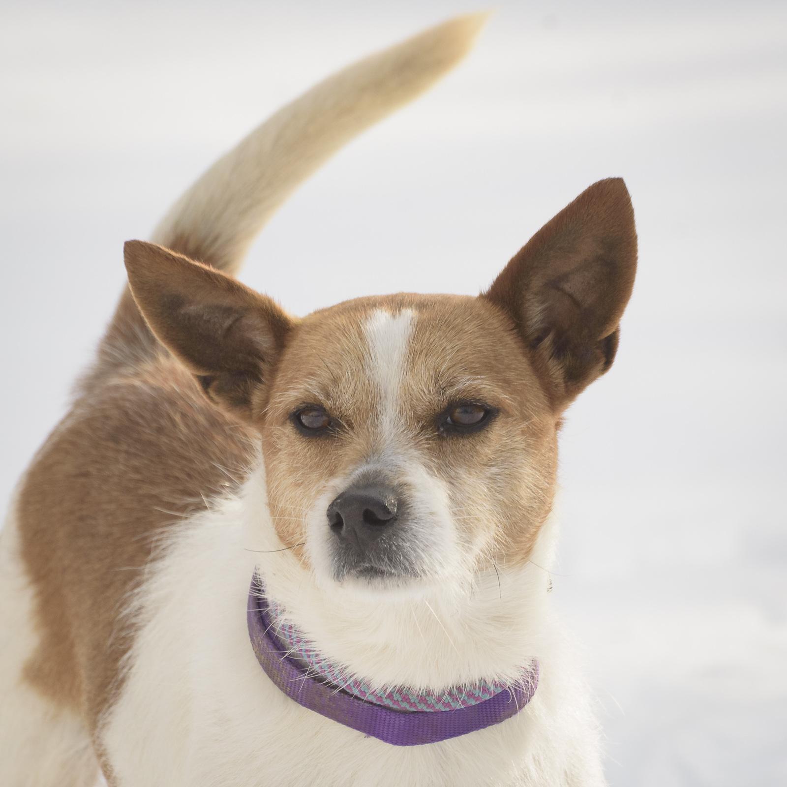 Pete — thumbnail 4