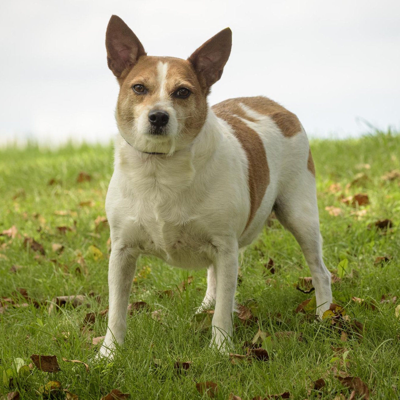 Enlarge Pete, a Adoptable mixed breed in Lambertville, NJ image 2/3