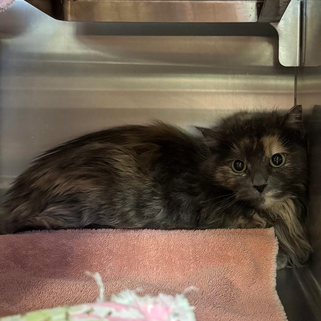 Roxanne, Adoptable, Adult Female Domestic Medium Hair.