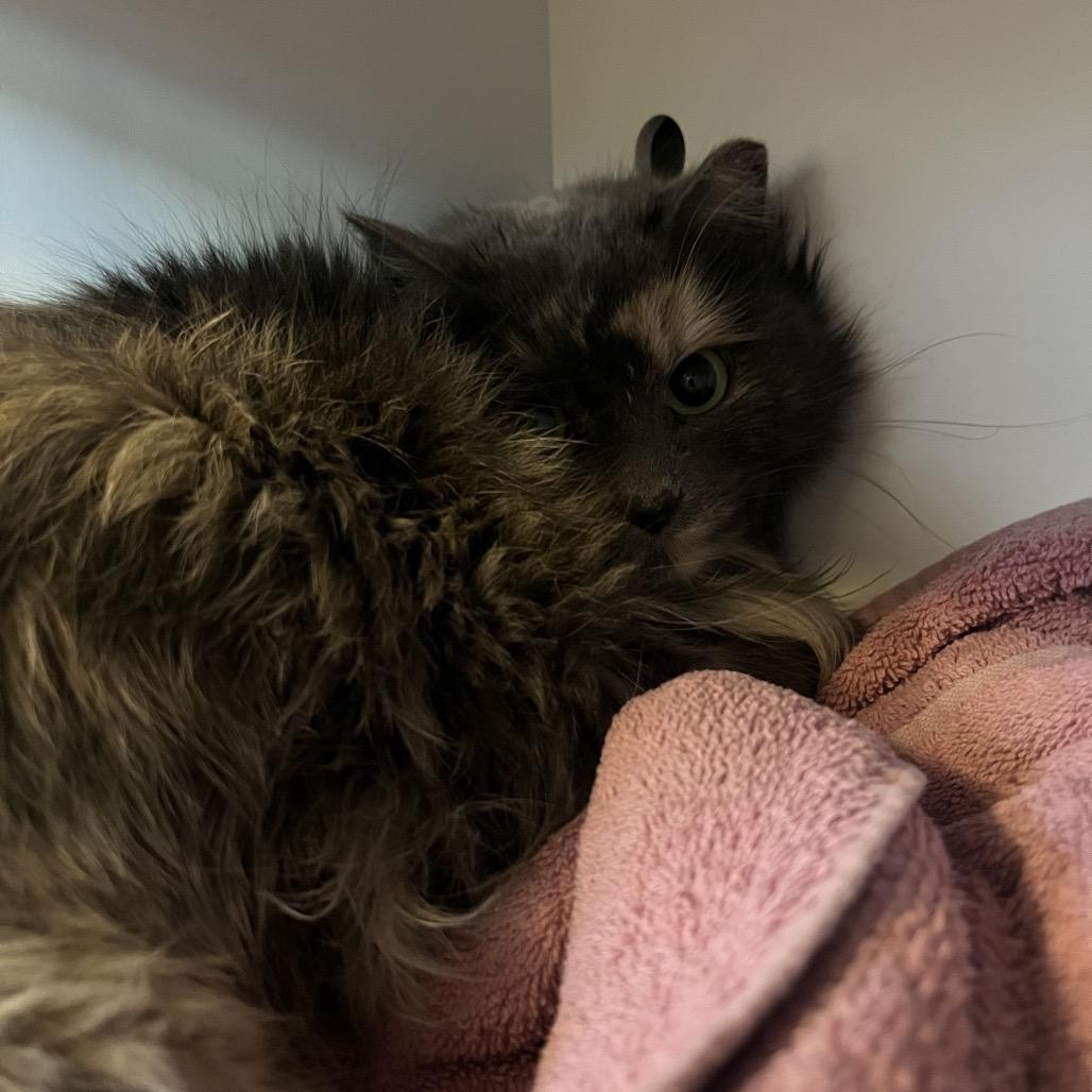 Enlarge Roxanne: Rodent Responder, Adoption Fees Waived!, a Adoptable Domestic Medium Hair in Bristol, IN image 1/2