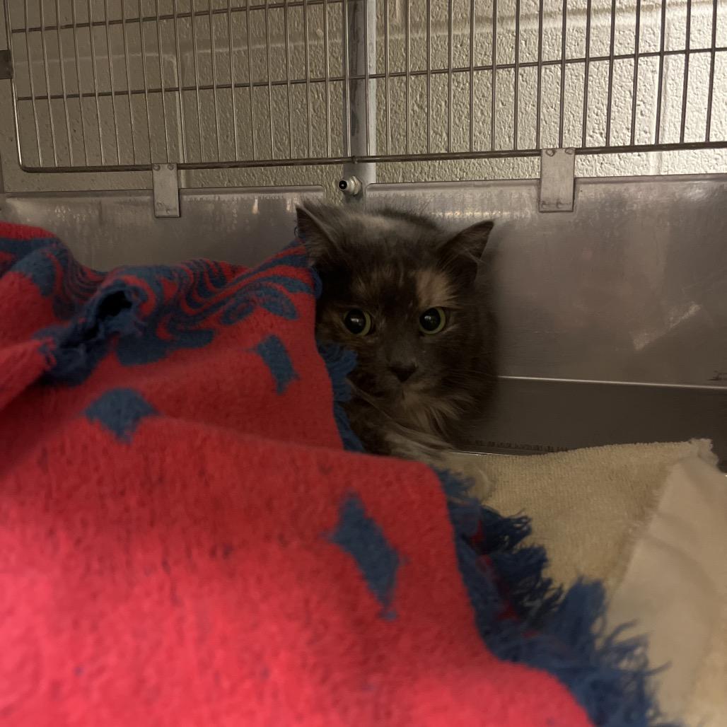 Enlarge Roxanne: Rodent Responder, Adoption Fees Waived!, a Adoptable Domestic Medium Hair in Bristol, IN image 2/2