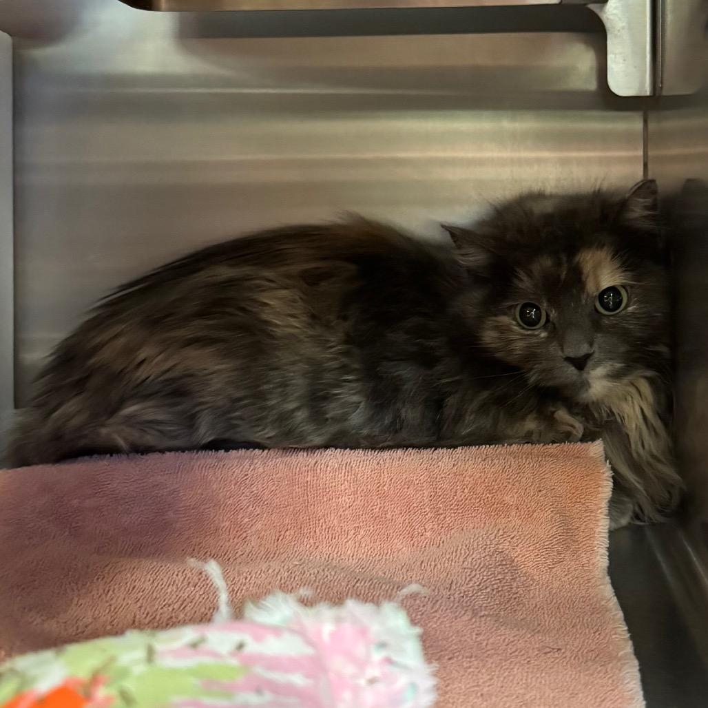 Enlarge Roxanne, a Adoptable Domestic Medium Hair in Bristol, IN image 4/4