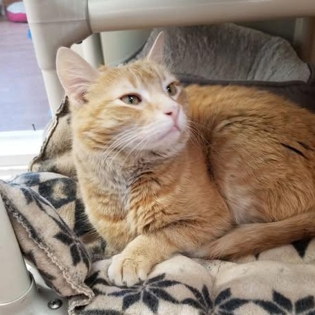 Enlarge O'Malley, a ADOPTABLE mixed breed in Montour Falls, NY image 2/3