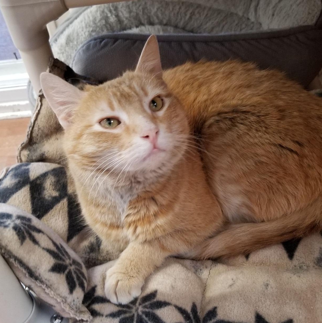 O'Malley, ADOPTABLE, Adult Male Tabby & Domestic Short Hair.