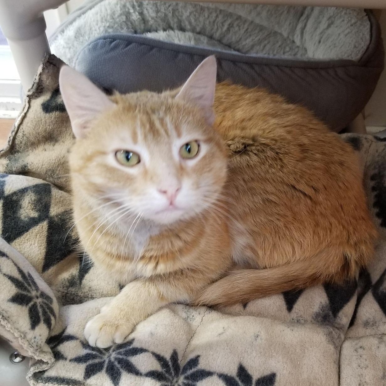 Enlarge O'Malley, a ADOPTABLE mixed breed in Montour Falls, NY image 3/3