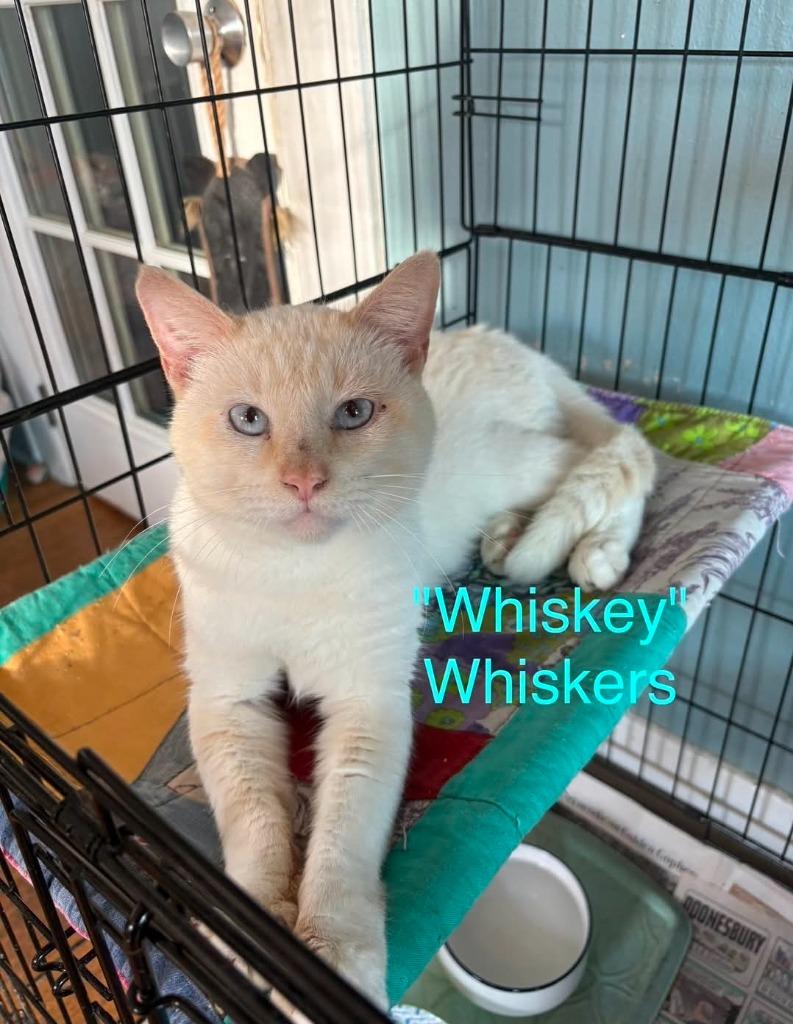 Whiskers, Adopted, Young Male Domestic Short Hair.