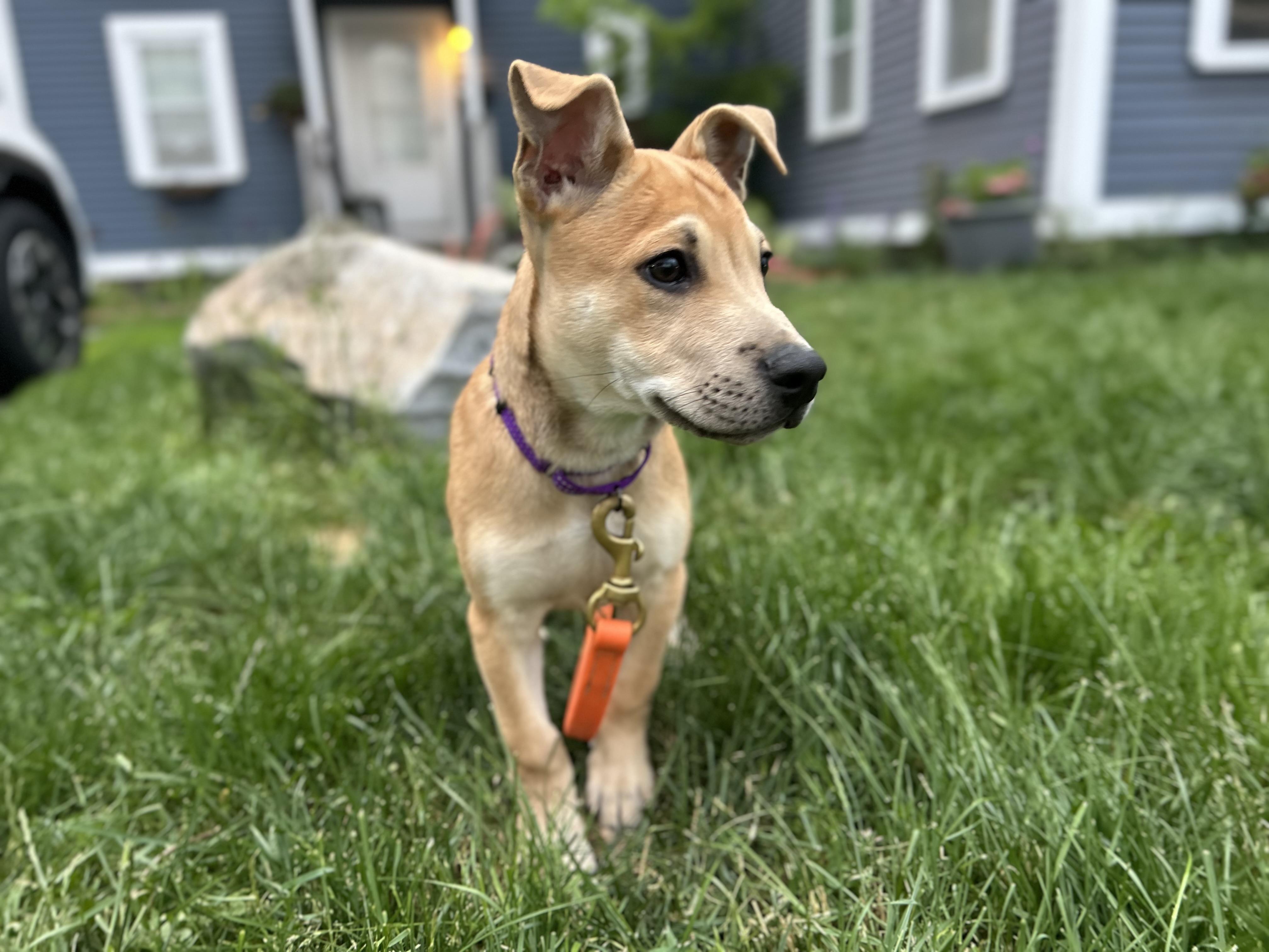 Langley, an adopted mixed breed in Billerica, MA image 5/6