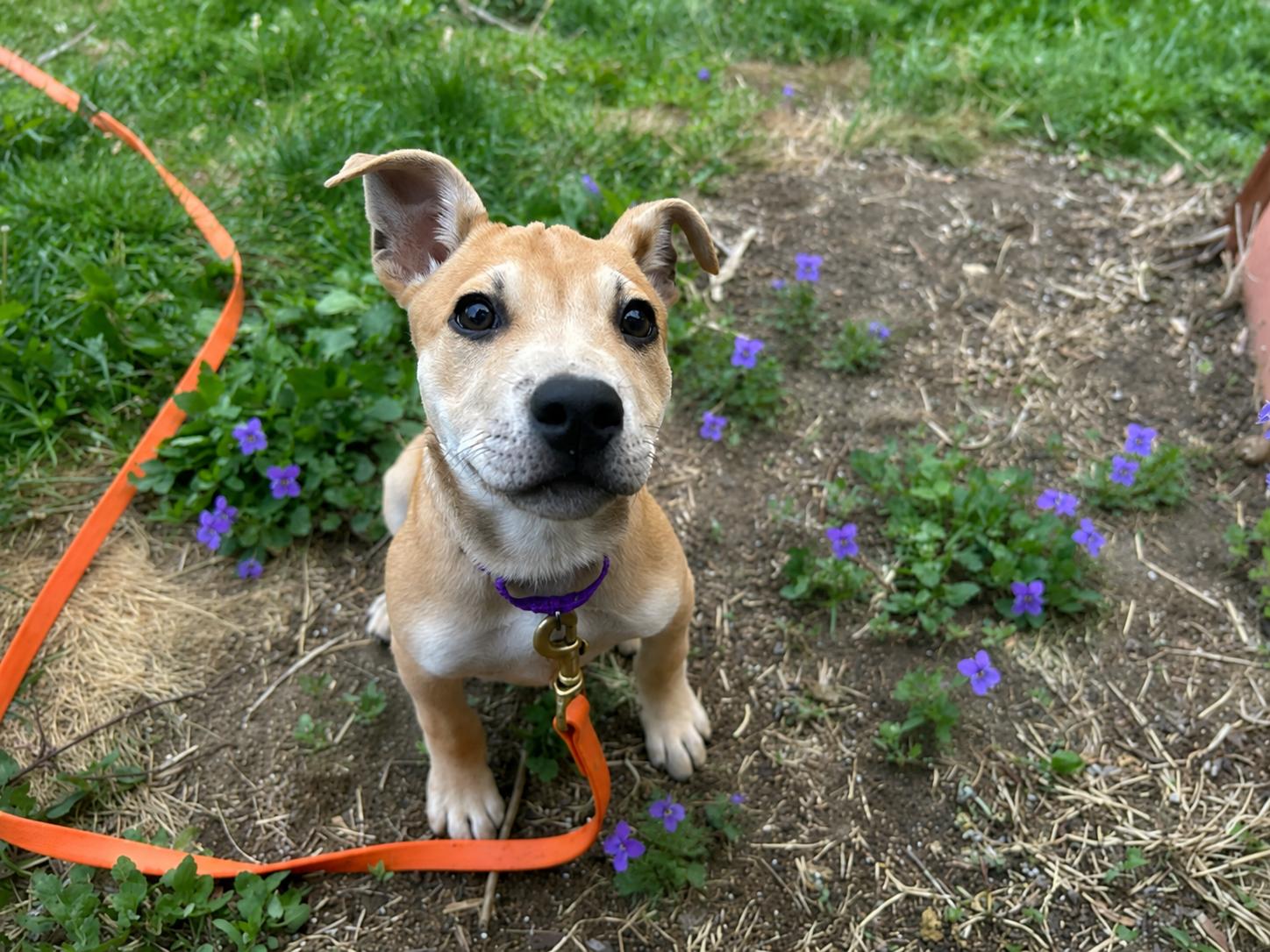 Langley, an adopted mixed breed in Billerica, MA image 6/6