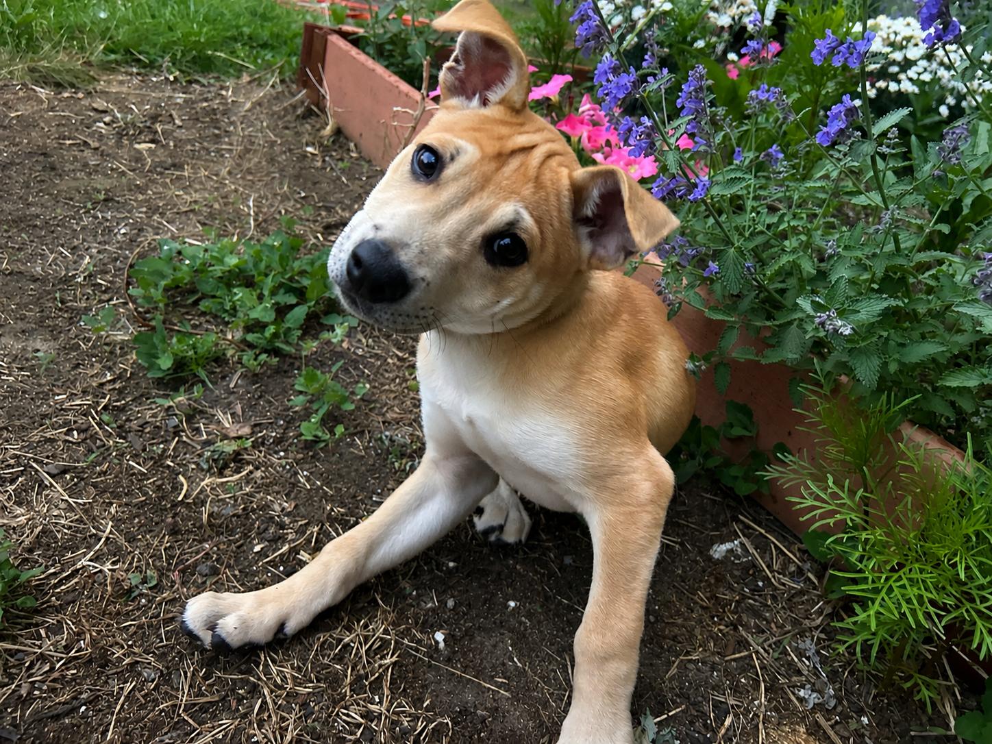 Langley, adopted, Puppy Female Yellow Labrador Retriever.