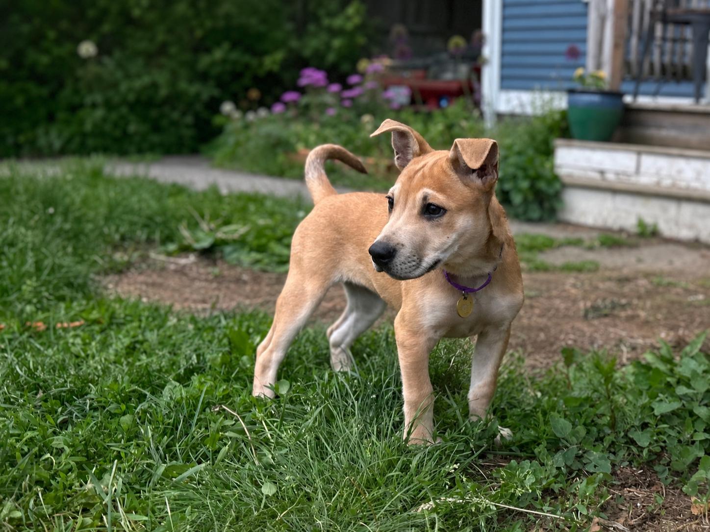 Langley, an adopted mixed breed in Billerica, MA image 4/6