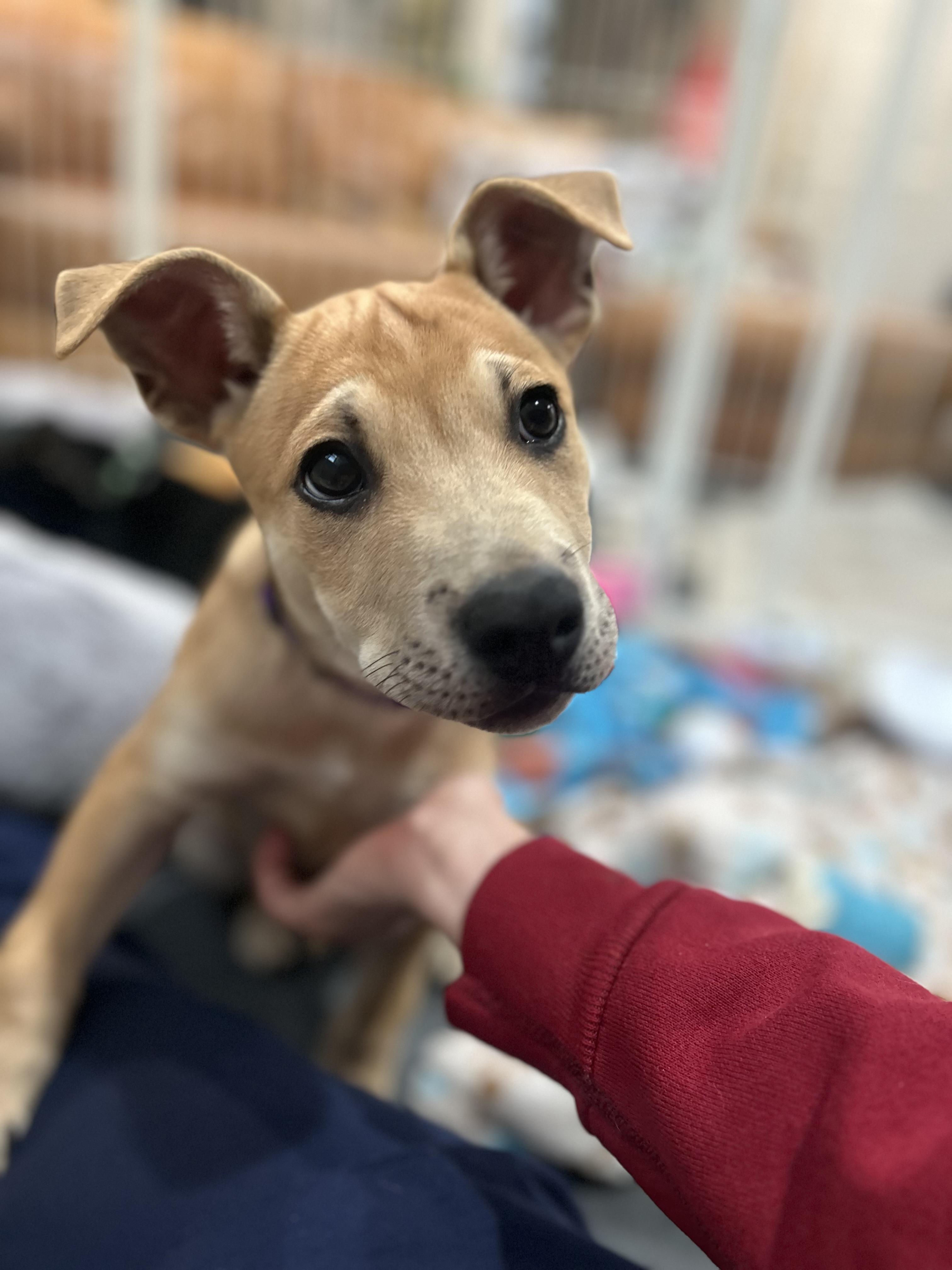 Langley, an adopted mixed breed in Billerica, MA image 2/6