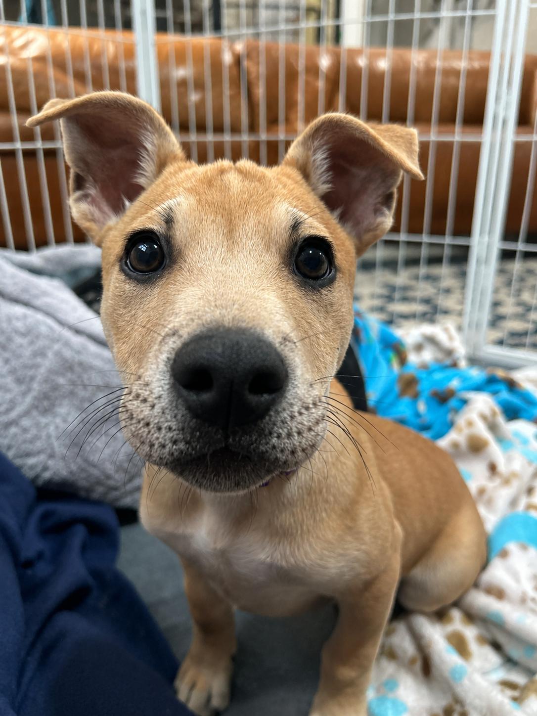 Langley, an adopted mixed breed in Billerica, MA image 3/6