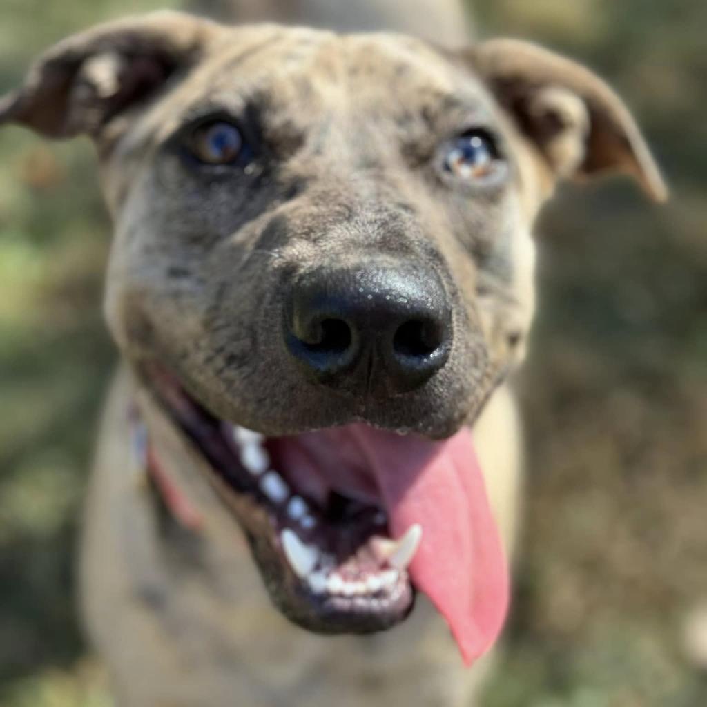 Graham Cracker, Adoptable, Adult Male Catahoula Leopard Dog.