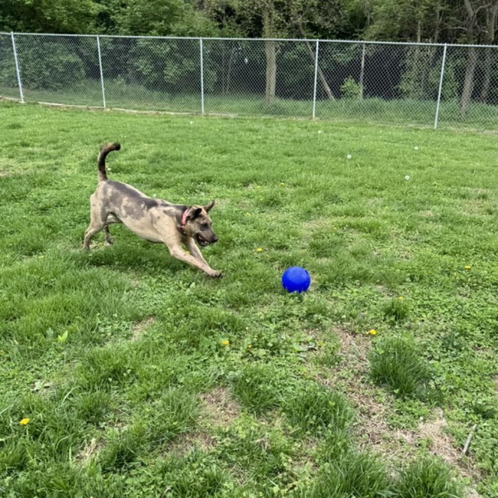 Enlarge Graham Cracker, a Adoptable mixed breed in Pekin, IL image 2/6