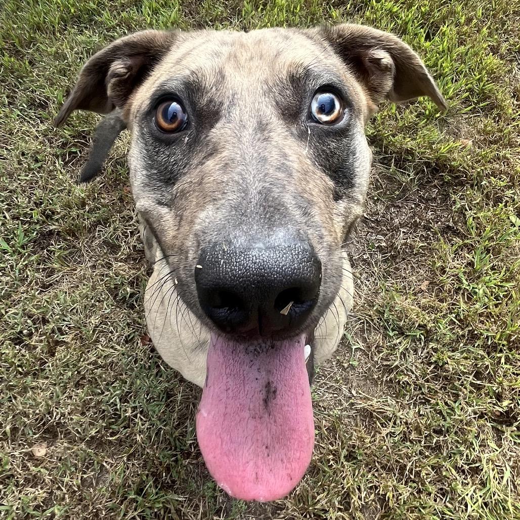 Enlarge Graham Cracker, a Adoptable mixed breed in Pekin, IL image 3/6