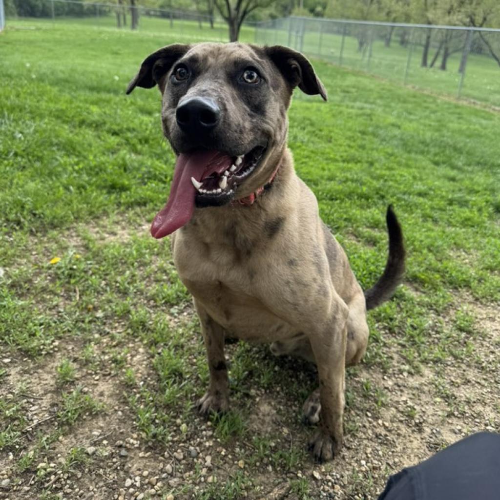 Graham Cracker thumbnail 4